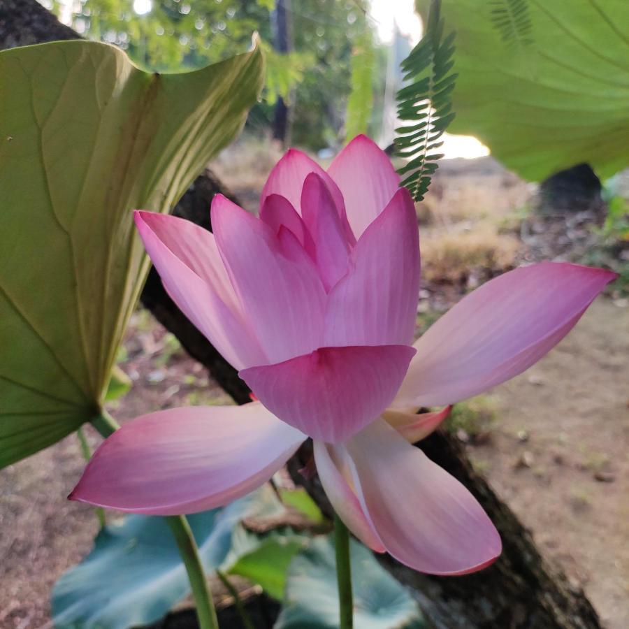 Munroe Inn Homestay Kollam Luaran gambar